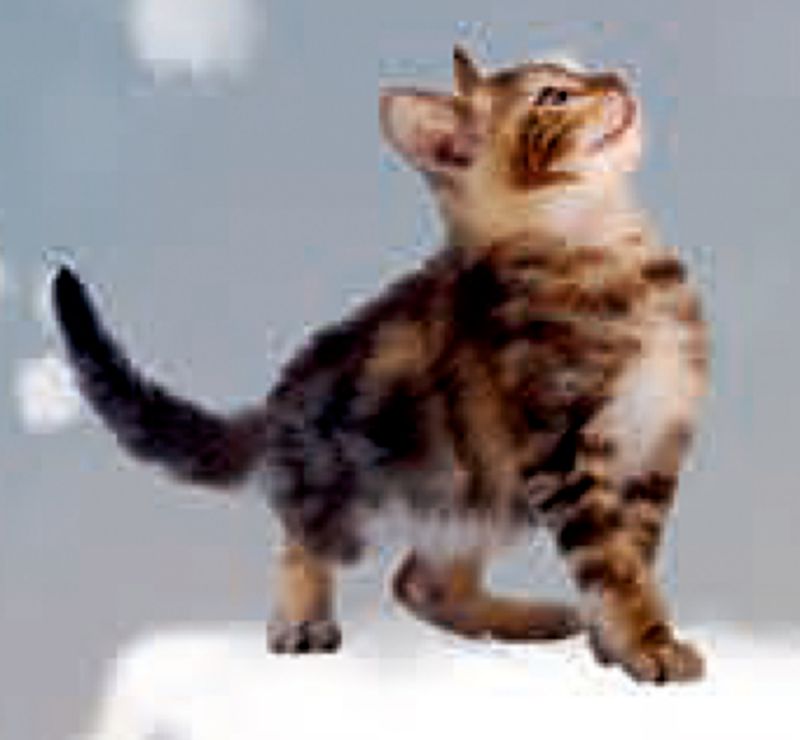 Kattenkerst - Afbeelding 3